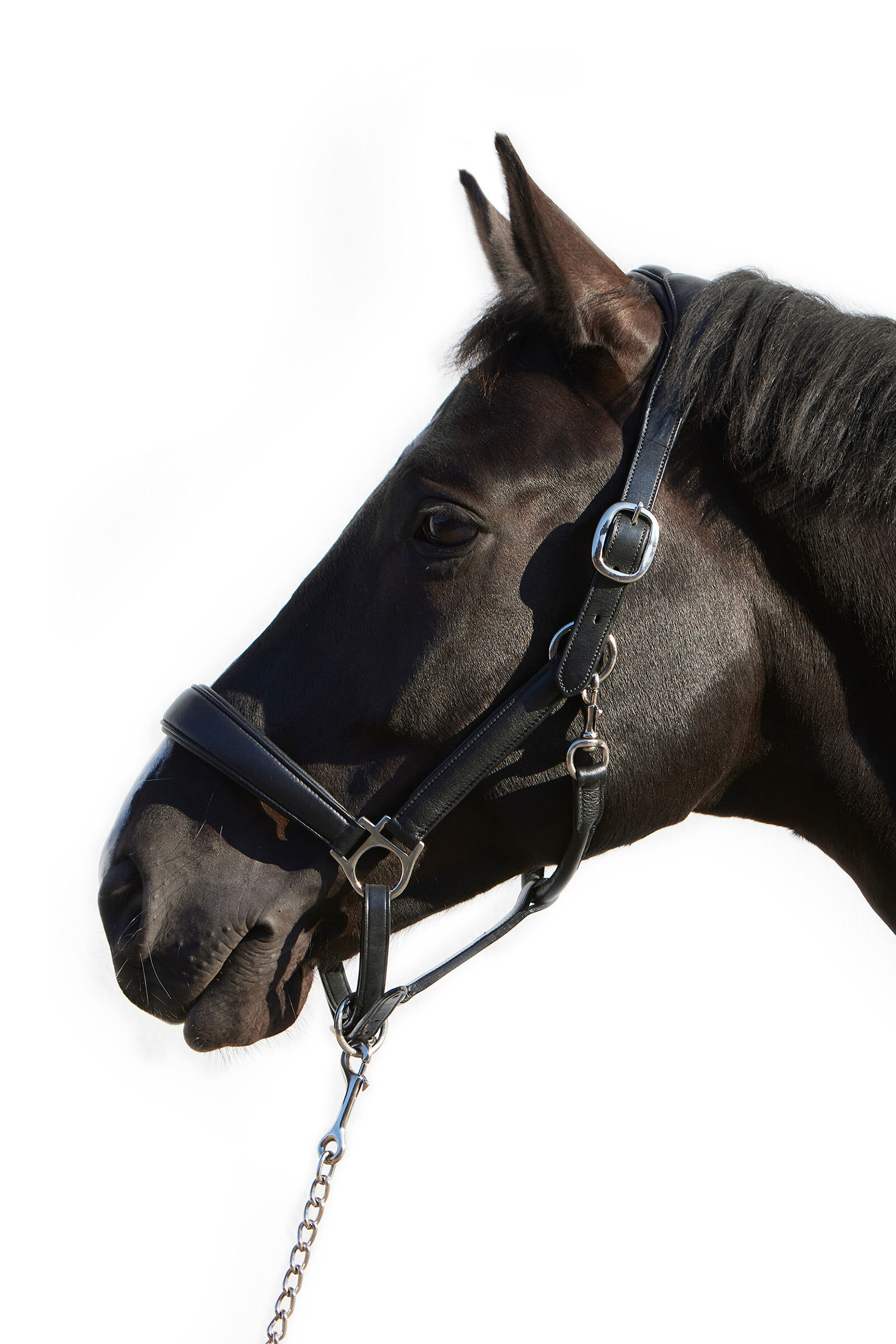 Kieffer Ultrasoft® Deluxe Leather Headcollar, Black, C