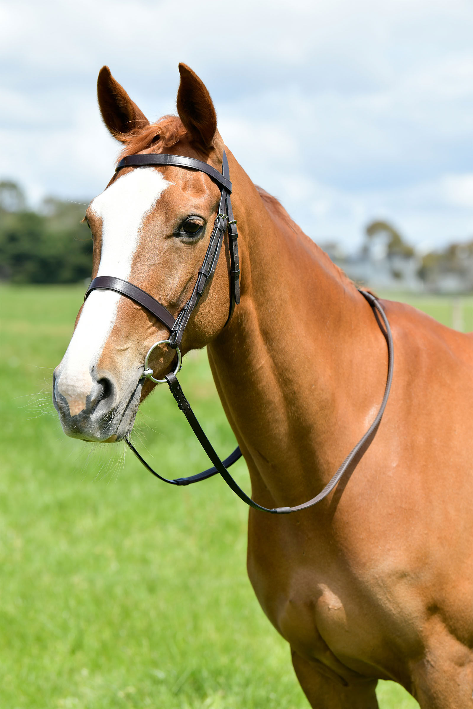Kincade Classic Flat Hunt Bridle With Reins