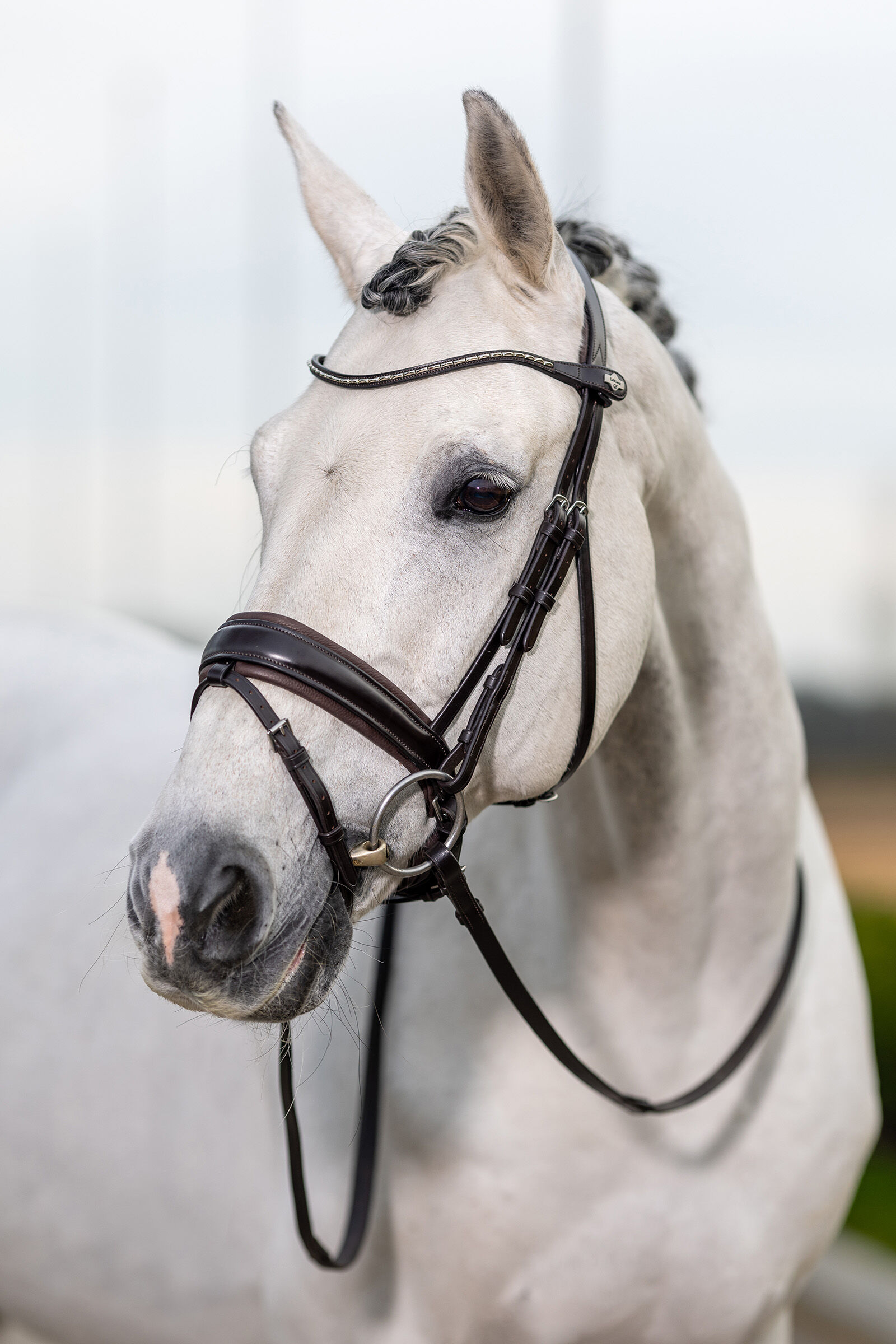 LeMieux Classic Dressage Bridle, Havana Brown, XF