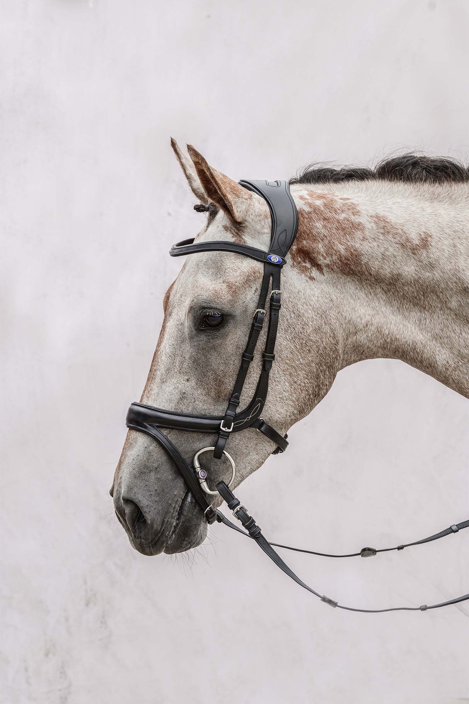 PS of Sweden Jump Off Bridle, Black, F