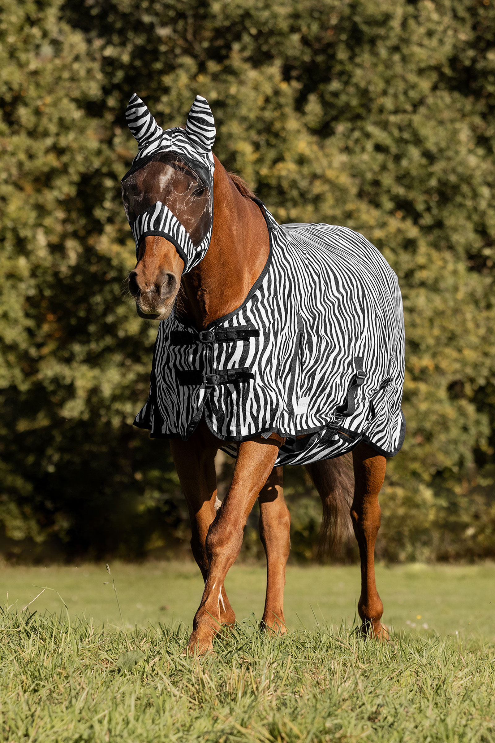 Waldhausen Zebra couverture anti-mouches avec sangles droites