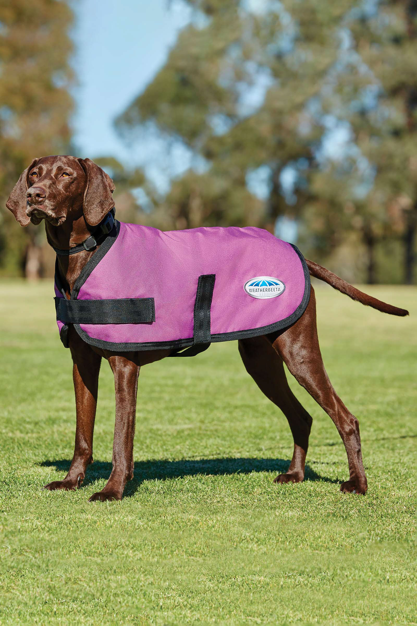 Weatherbeeta Comfitec Classic Dogcoat (25-40cm), Pink, 35