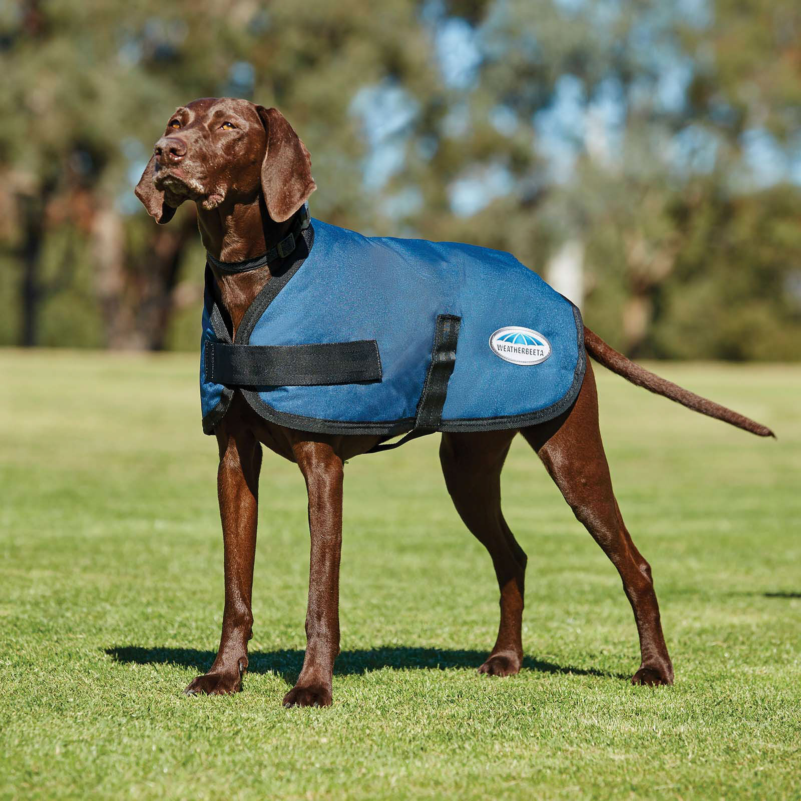 Weatherbeeta Comfitec Classic Dogcoat (45-80cm), DB/AB, 45