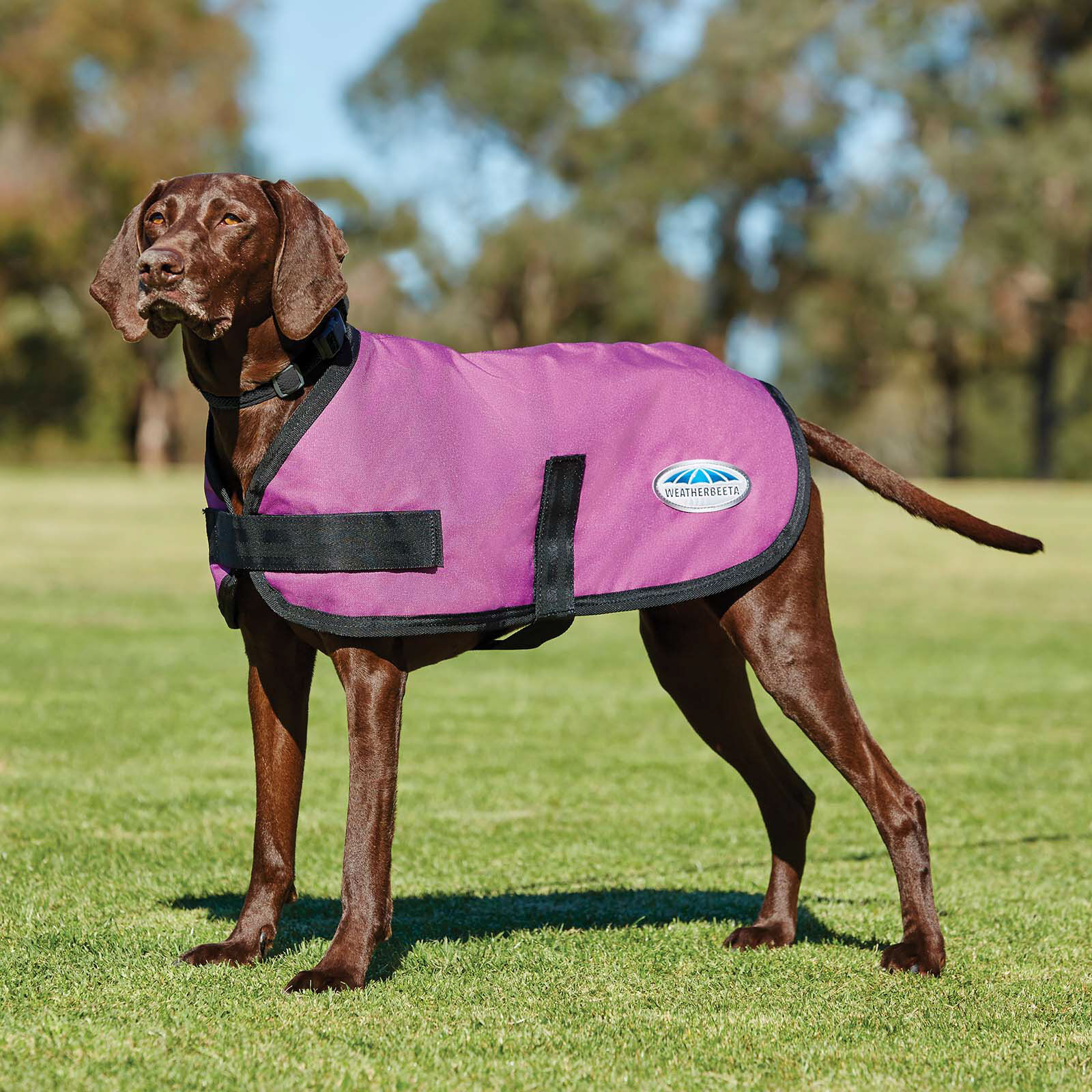 Weatherbeeta Hondenkleding