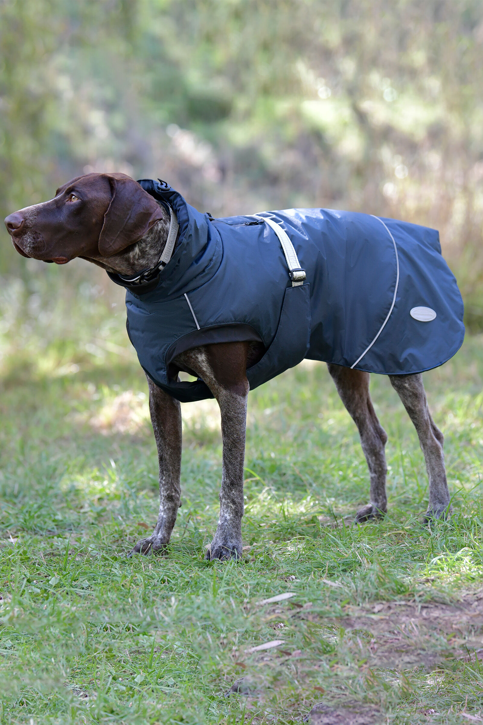Buy Weatherbeeta Explorer Medium Dog Coat horze