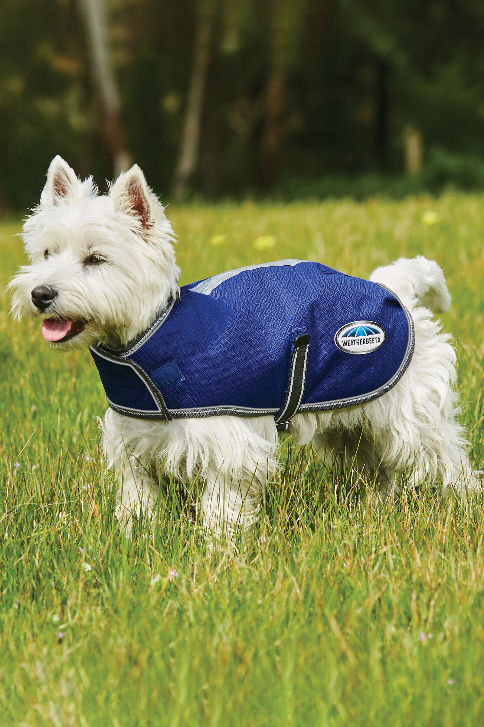 Weatherbeeta online dog rugs