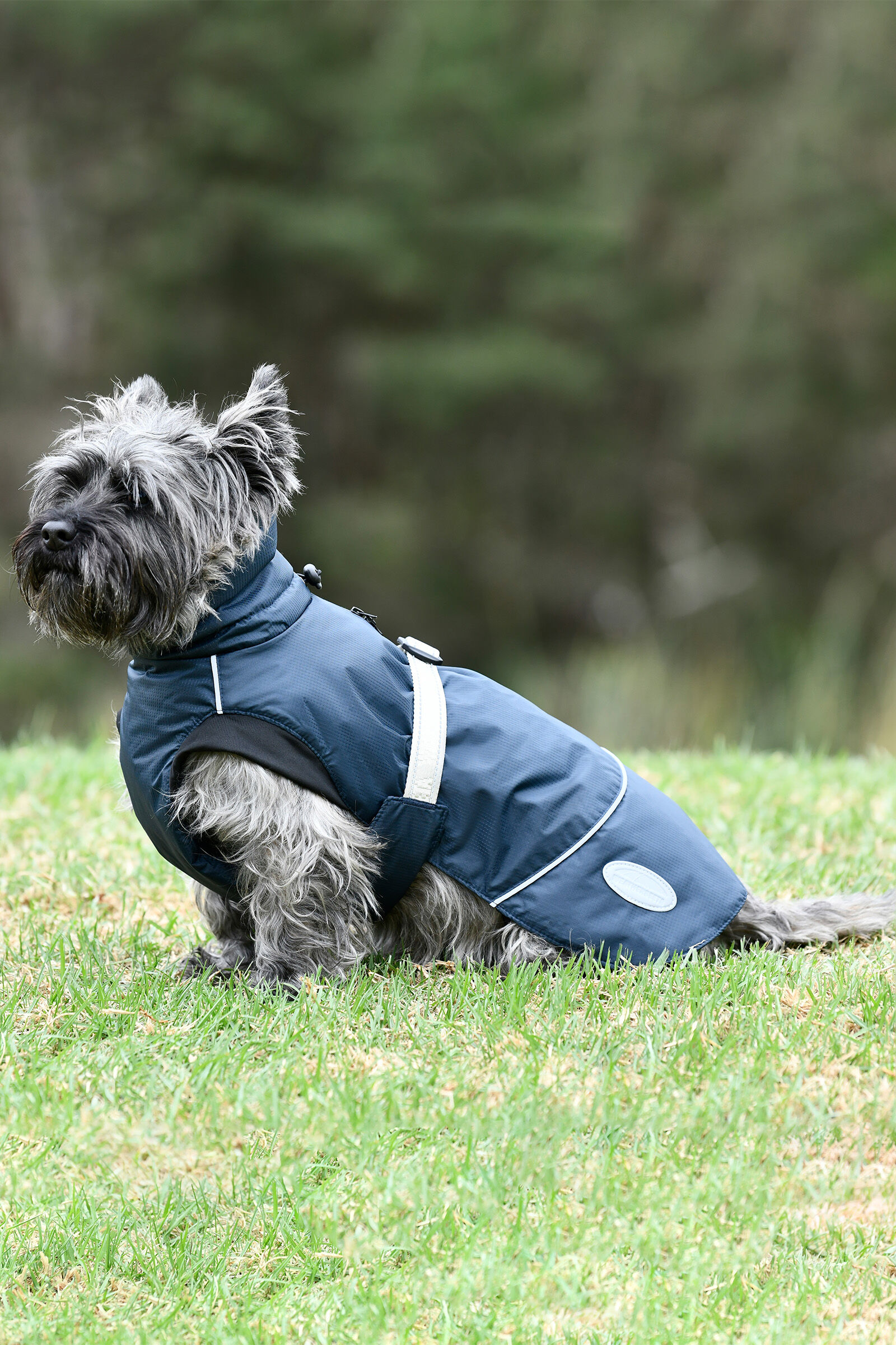 Weatherbeeta quilted on sale dog coat