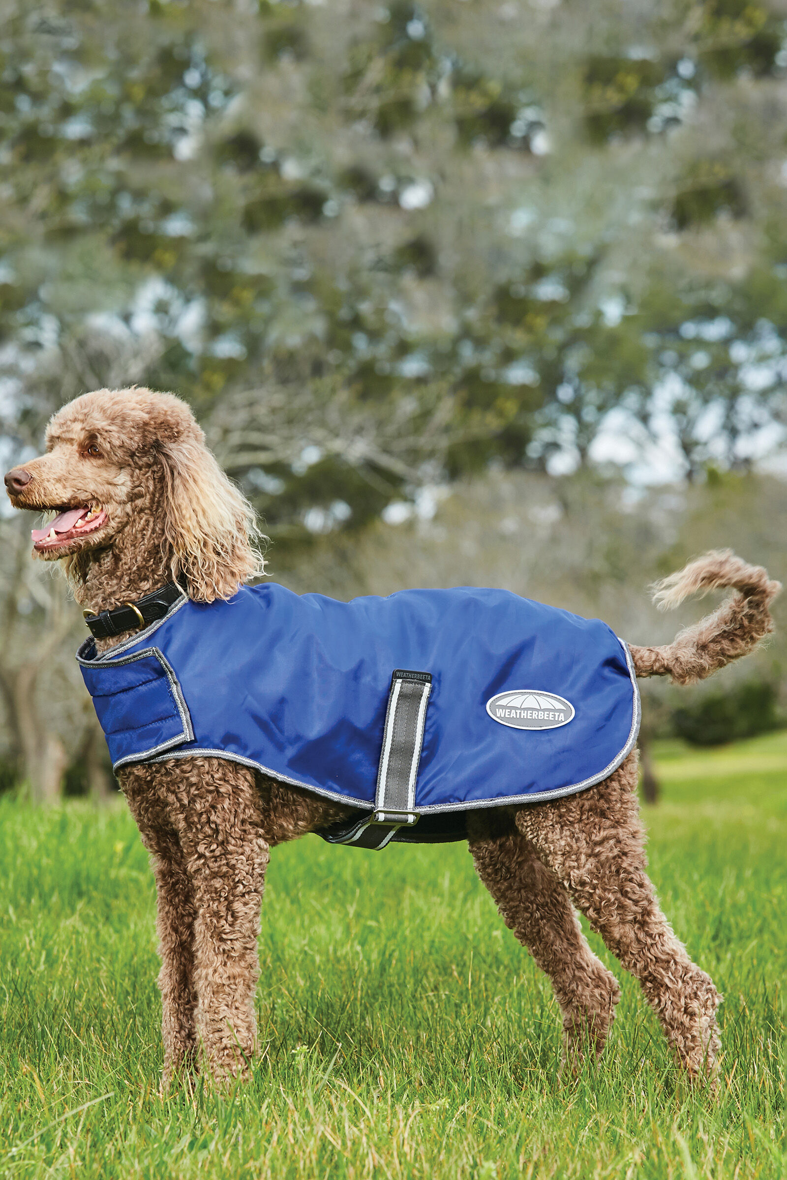 Weather beta dog best sale coats