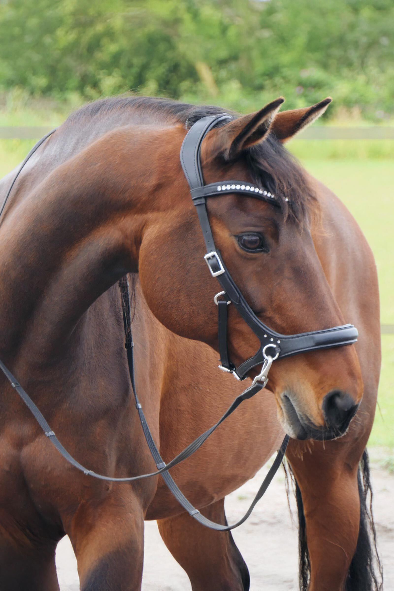 Buy F.R.A. Freedom Riding Articles Rebecca Sidepull With Reins