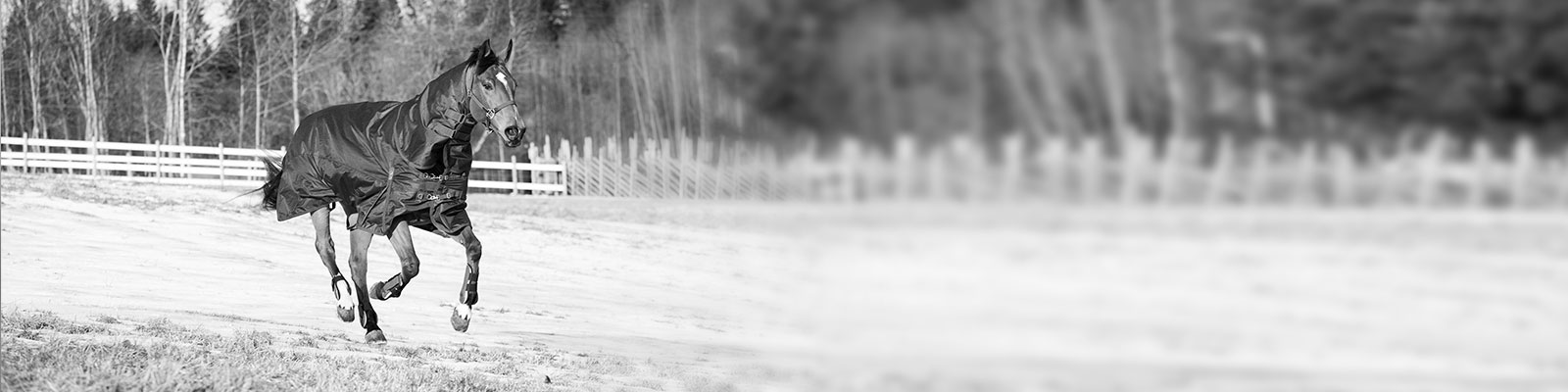 online shop for horse